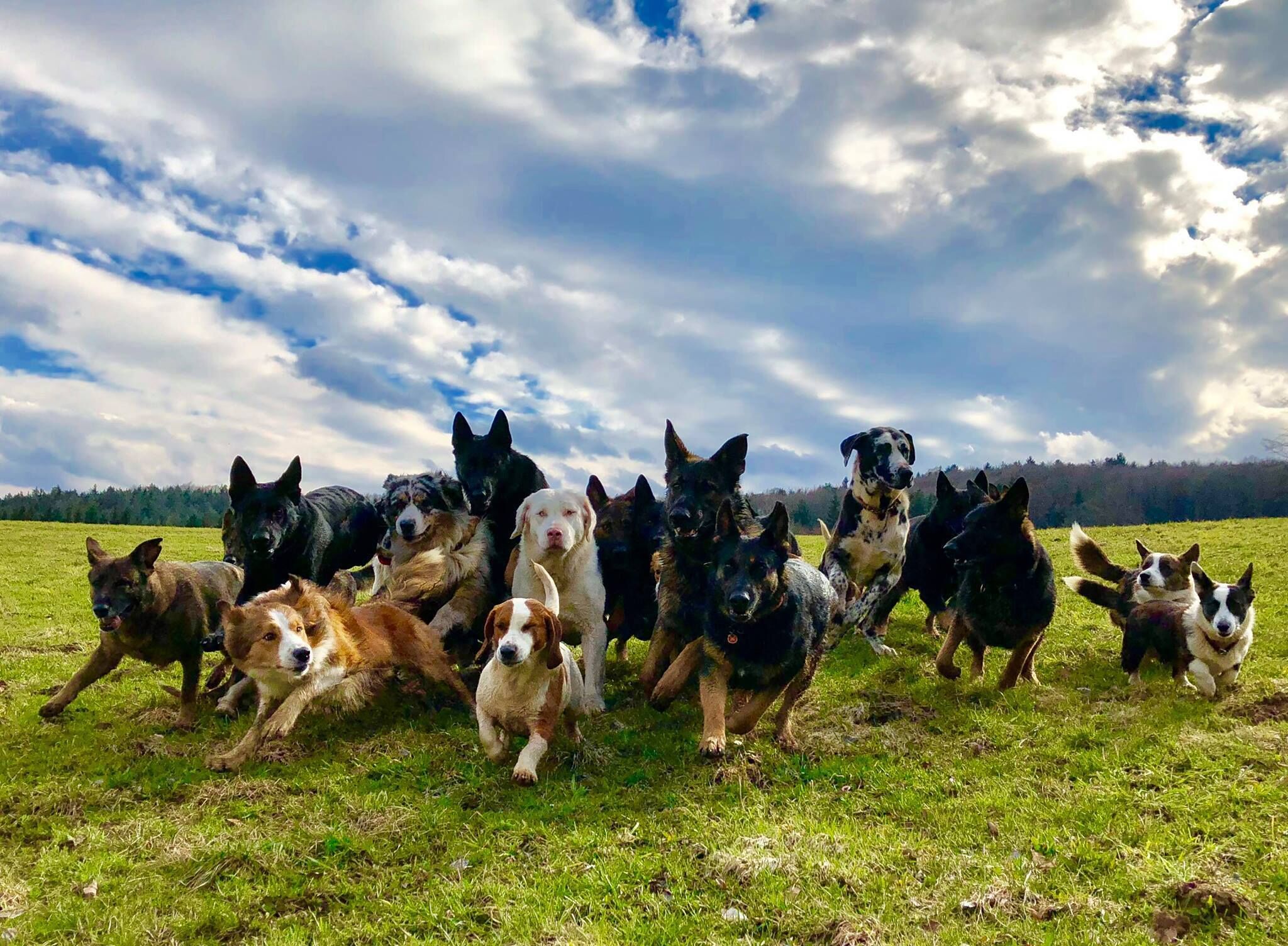 Eine Gruppe von Hunden rennt über eine Wiese auf die Kamera zu.