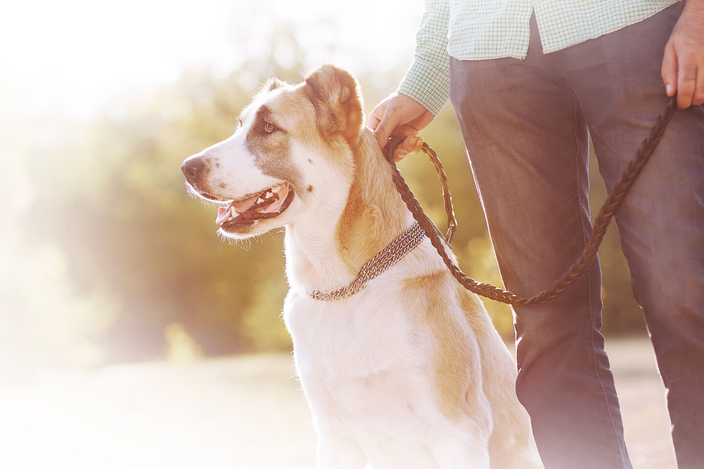 Ein mittelgroßer Hund wird an der kurzen Leine geführt