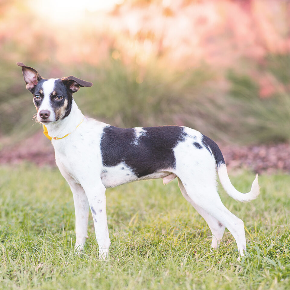 Ein Hund steht im Garten und blickt in die Kamera.