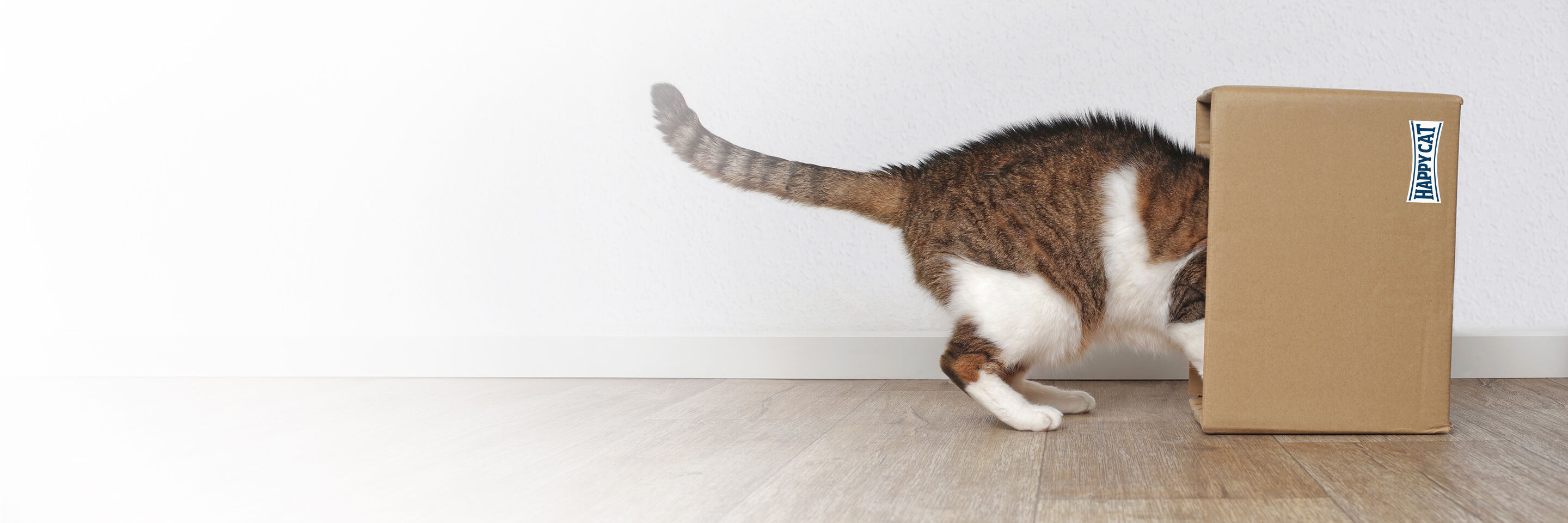 Eine Katze kriecht in einen Karton auf der Suche nach Futter