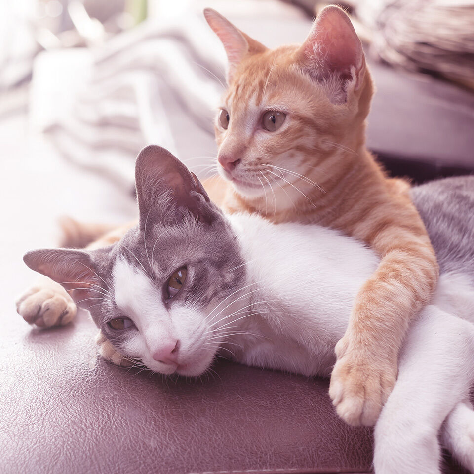 Zwei Katzen liegen aneinander gekuschelt auf der Couch.