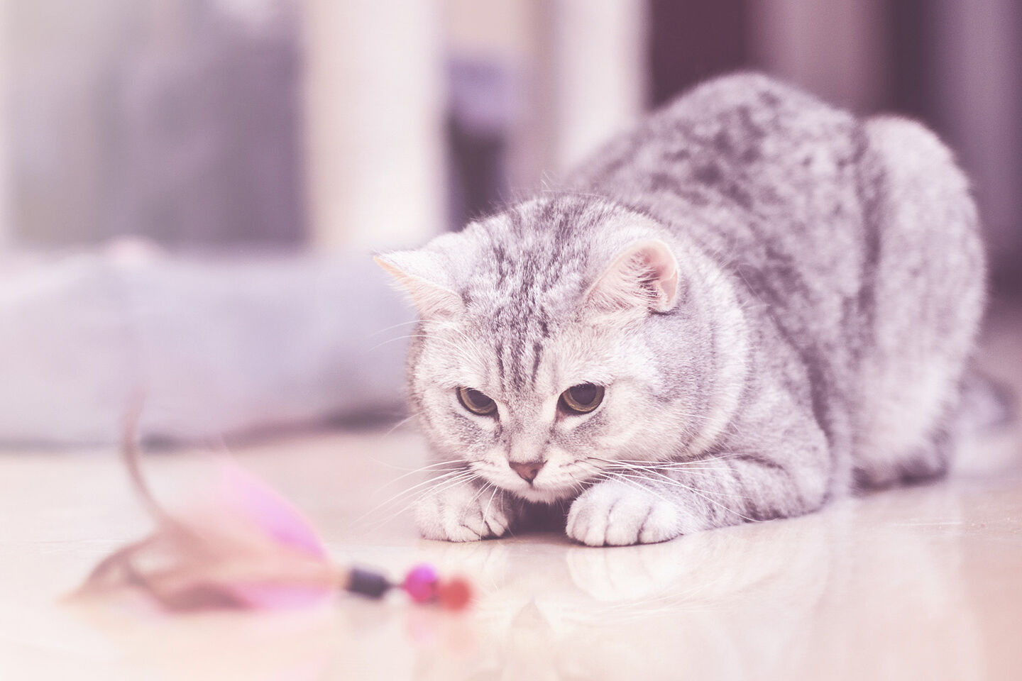 Eine Indoor-Katze sitzt in Lauerstellung vor einem Spielzeug