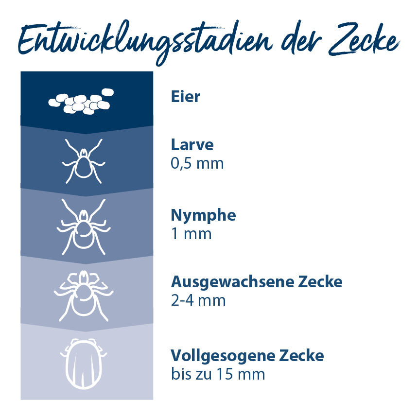 Übersicht über die einzelnen Entwicklungsstadien einer Zecke: vom Ei bis zur vollgesogenen Zecke