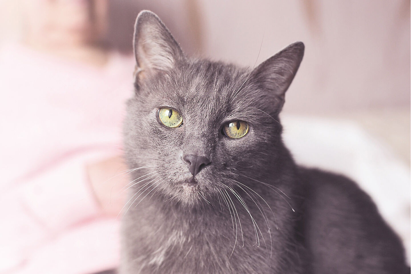 Seniorkatze mit stumpfem Fell