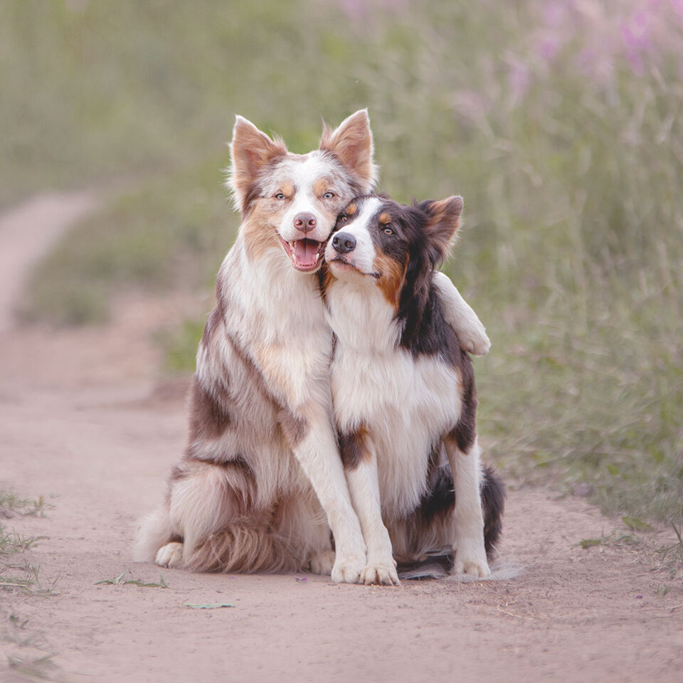 Zwei Australian Shepherd sitzen nebeneinander auf einem Weg