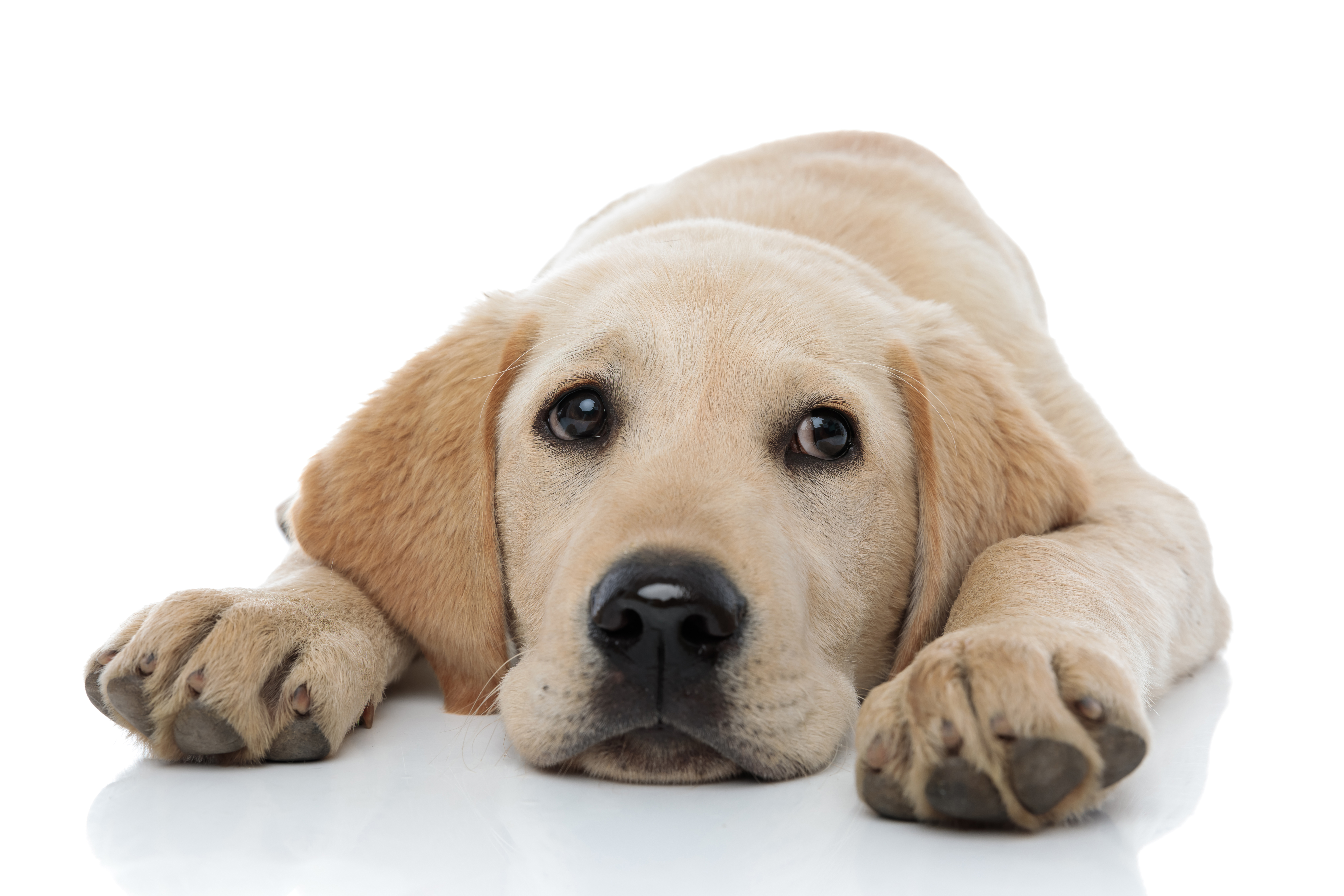 Ein Hund liegt am Boden und sieht traurig nach oben.