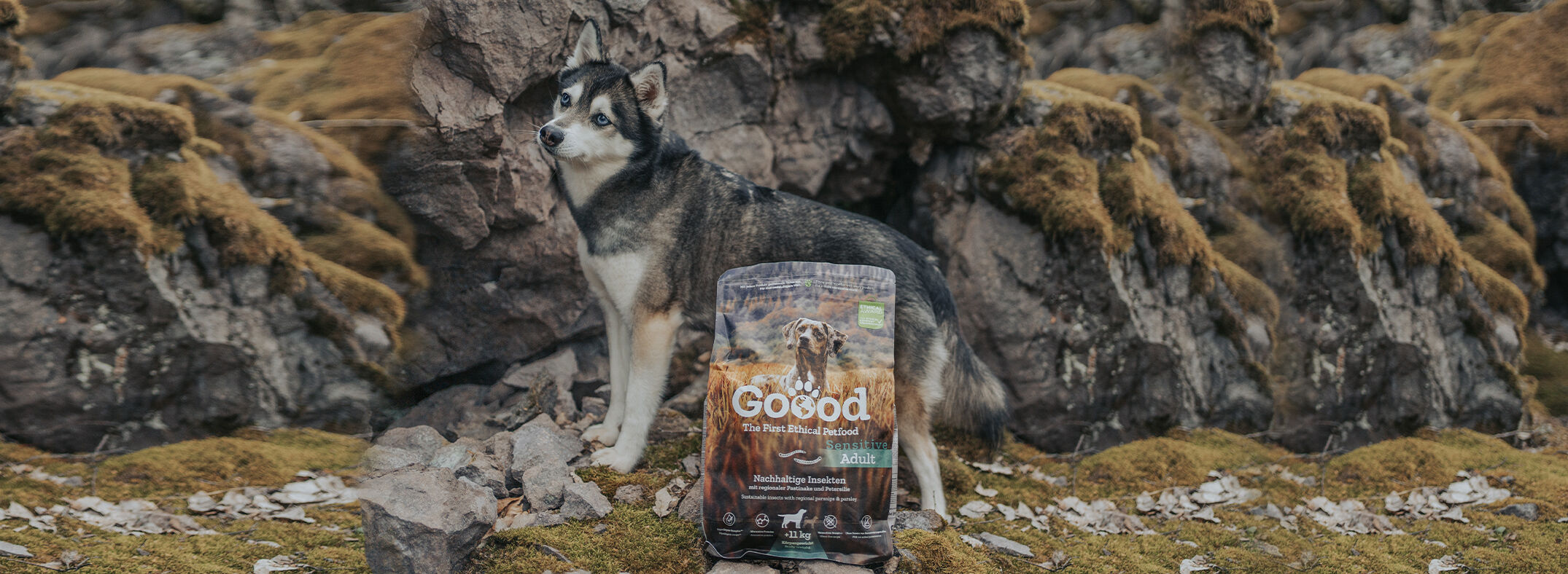 GD_Blog_Desktop Insekten Ein Husky steht vor moosbedeckten Steinen in der Natur. Vor ihm steht eine Packung Goood Hundefutter.