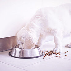 Ein weißer Hund frisst aus einem Napf, daneben liegt Futter verstreut.