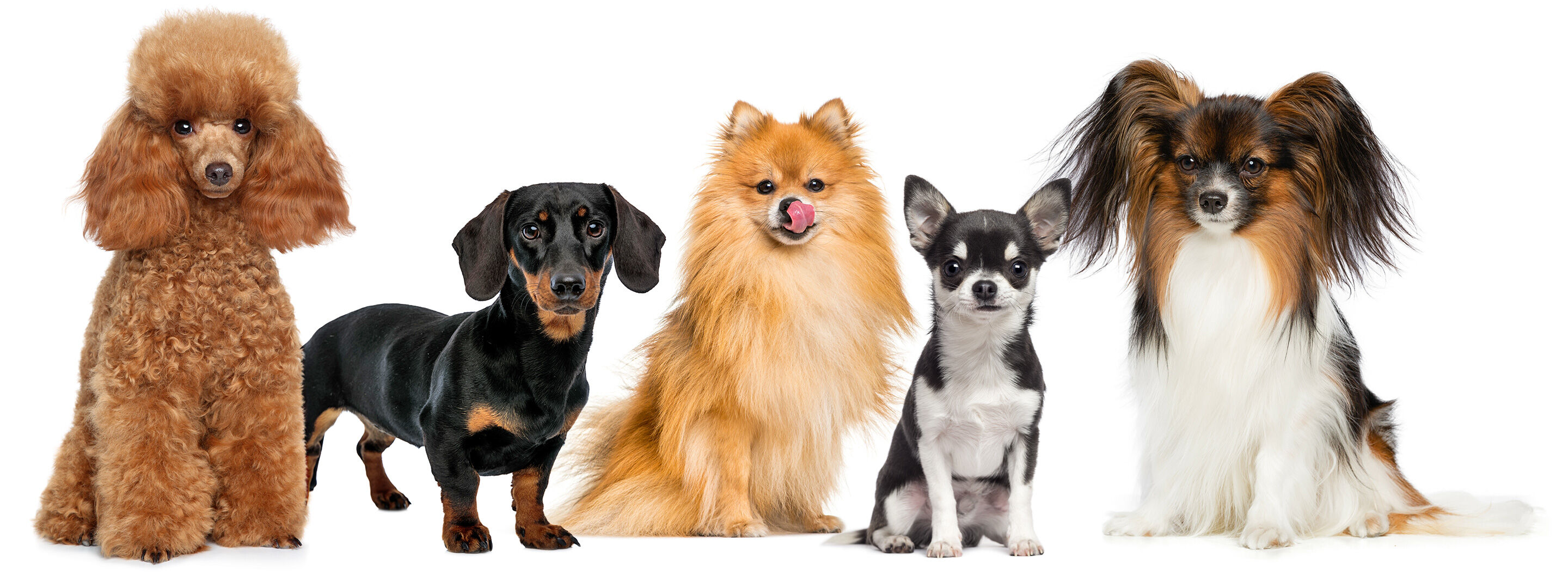 Fünf kleine Hunde nebeneinander in einer Reihe: Pudel, Dackel, Zwergspitz, Chihuahua und Pomeranian