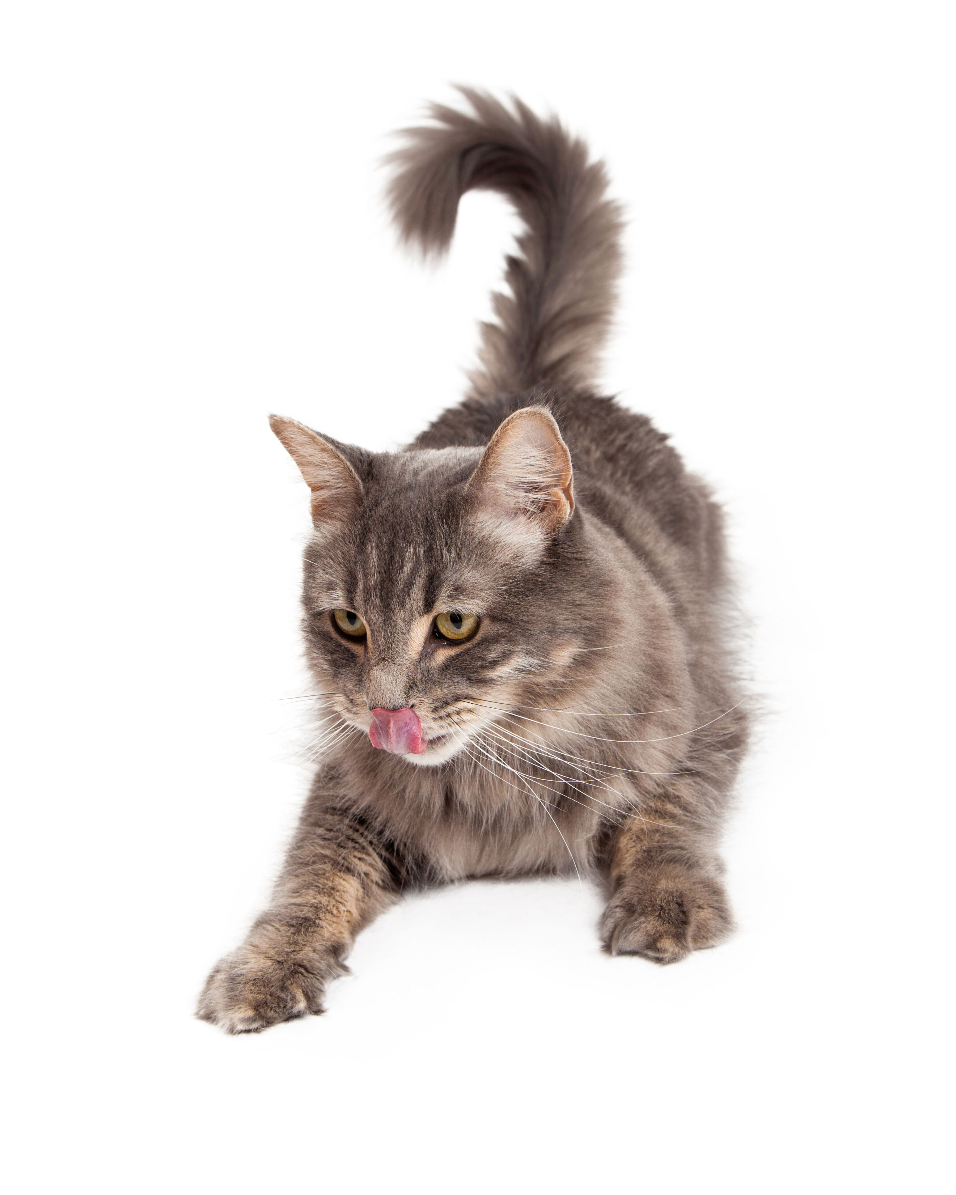 Graue Katze liegt auf dem Boden mit erhobenem Schwanz und schleckt sich mit der Zunge das Maul