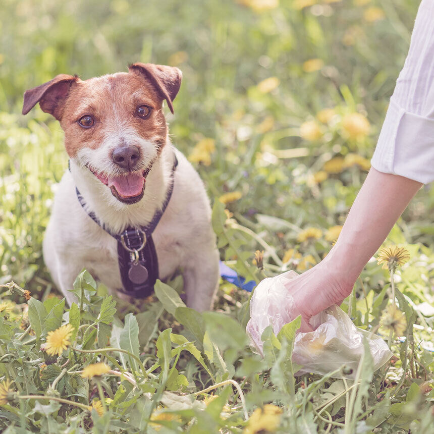 Ein Hund sitzt auf der Wiese, eine Frau hebt neben ihm Hundekot mit einer Tüte auf.