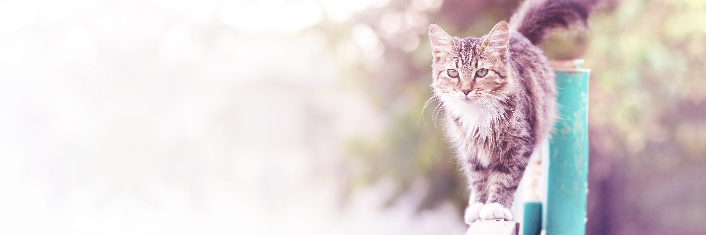 Katze balanciert über einen Zaun.
