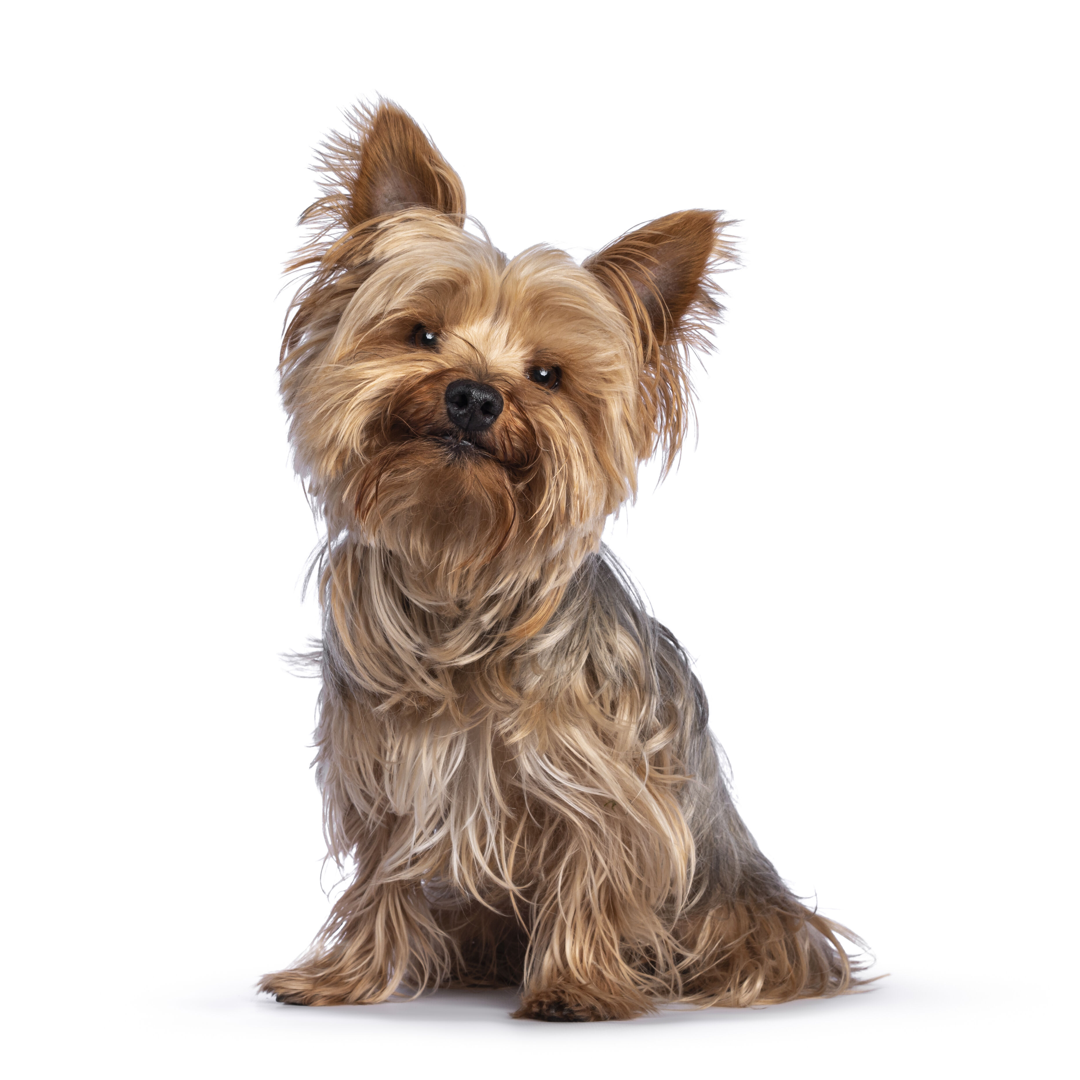 Yorkshire Terrier Futter