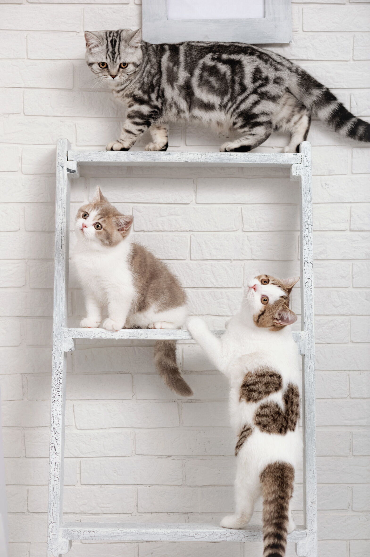 Selbstgebauter Catwalk für Drinnen, auf dem drei junge Katzen klettern