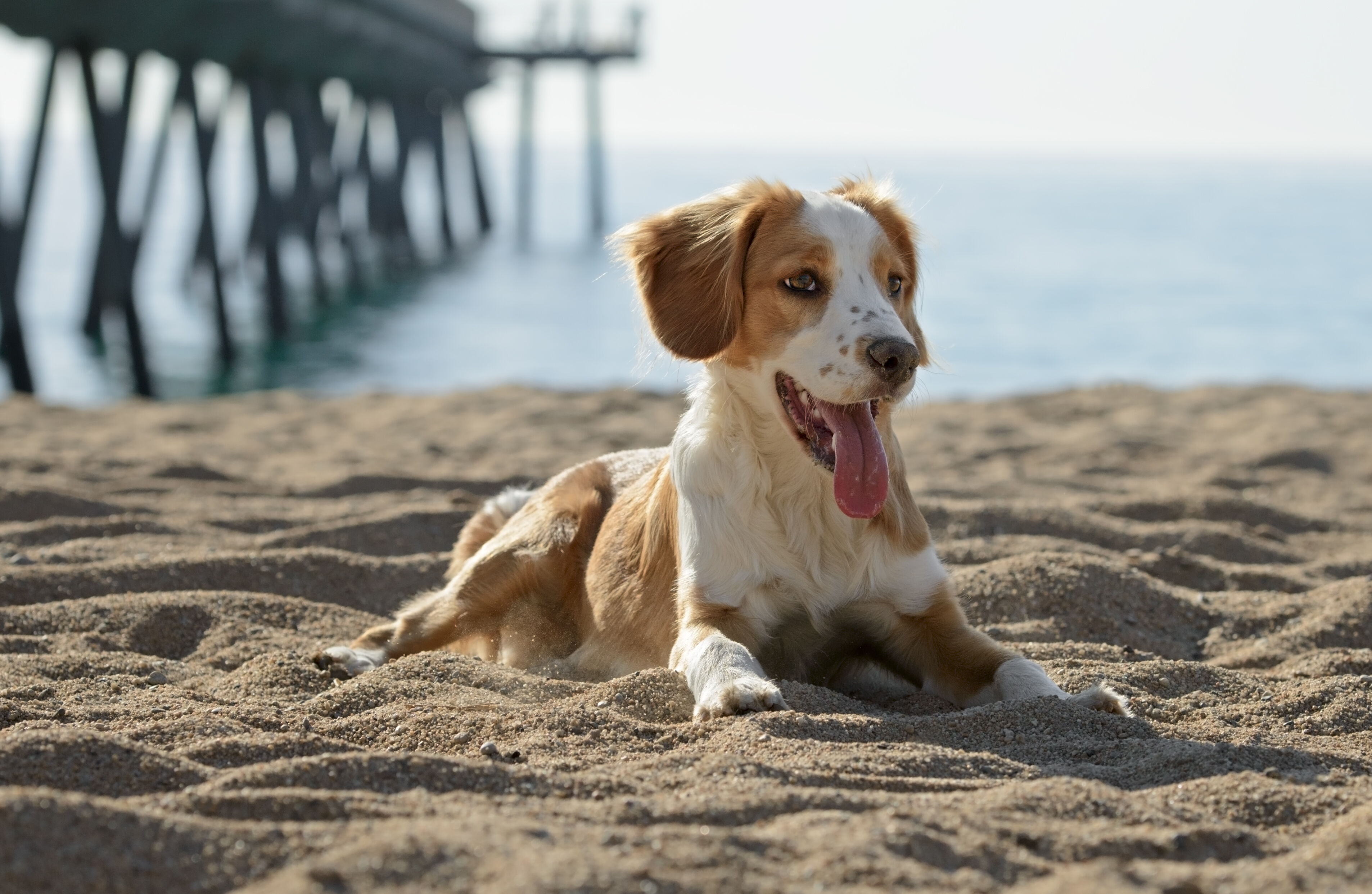 Ein Mischlingshund liegt am Sandstrand mit heraushängender Zunge