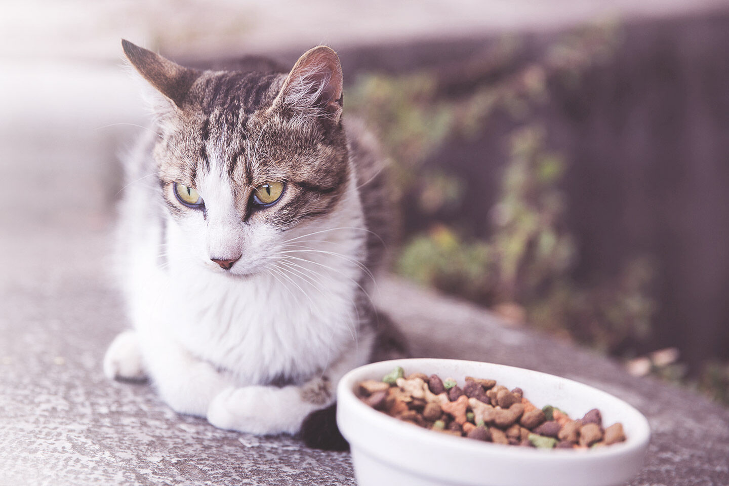 Katze mag ihr Futter nicht.