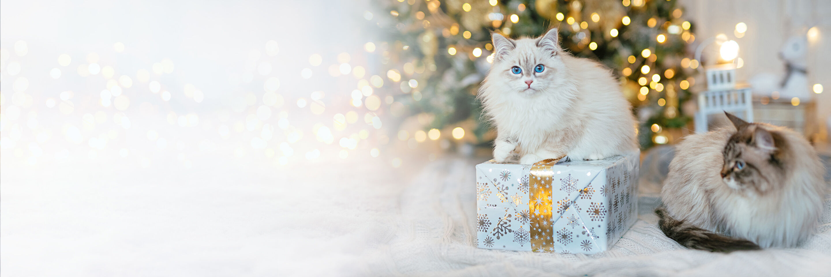 Zwei Katzen sitzen zusammen mit Geschenken unter dem Weihnachtsbaum