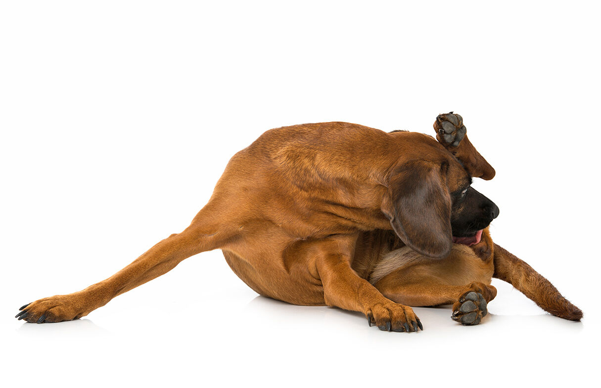 Eine läufige Hündin schleckt sich im Genitalbereich