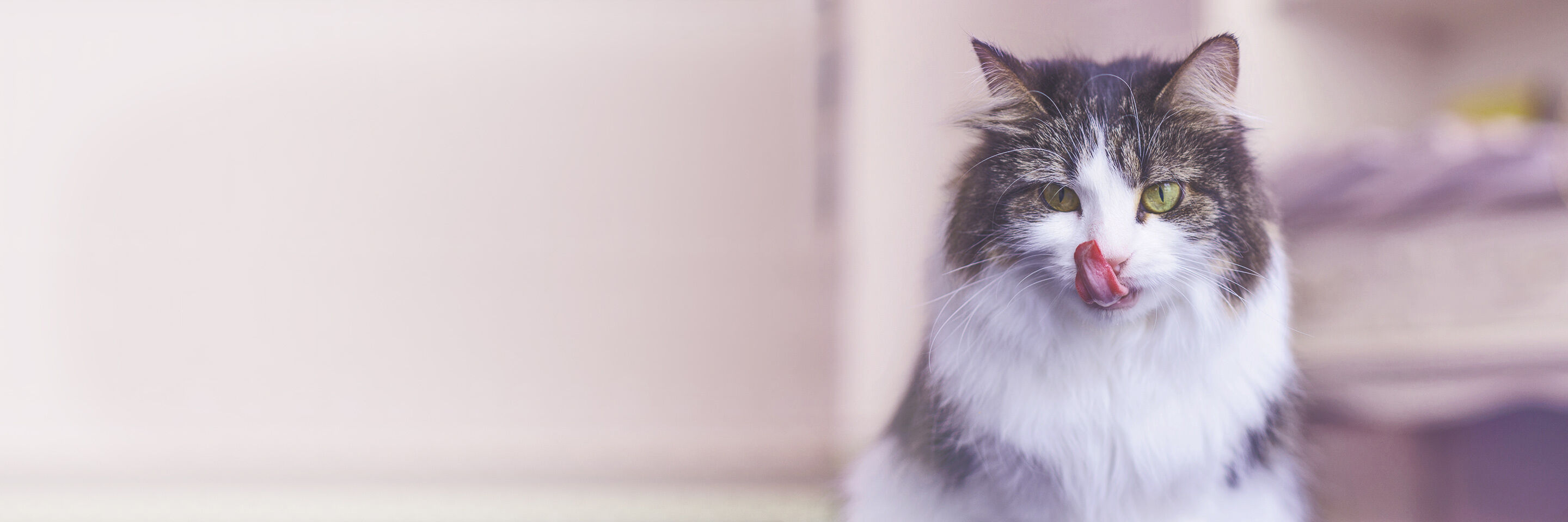 Ein Kater, der sich gerade statt gefressen hat, schleckt sich genüsslich das Maul.