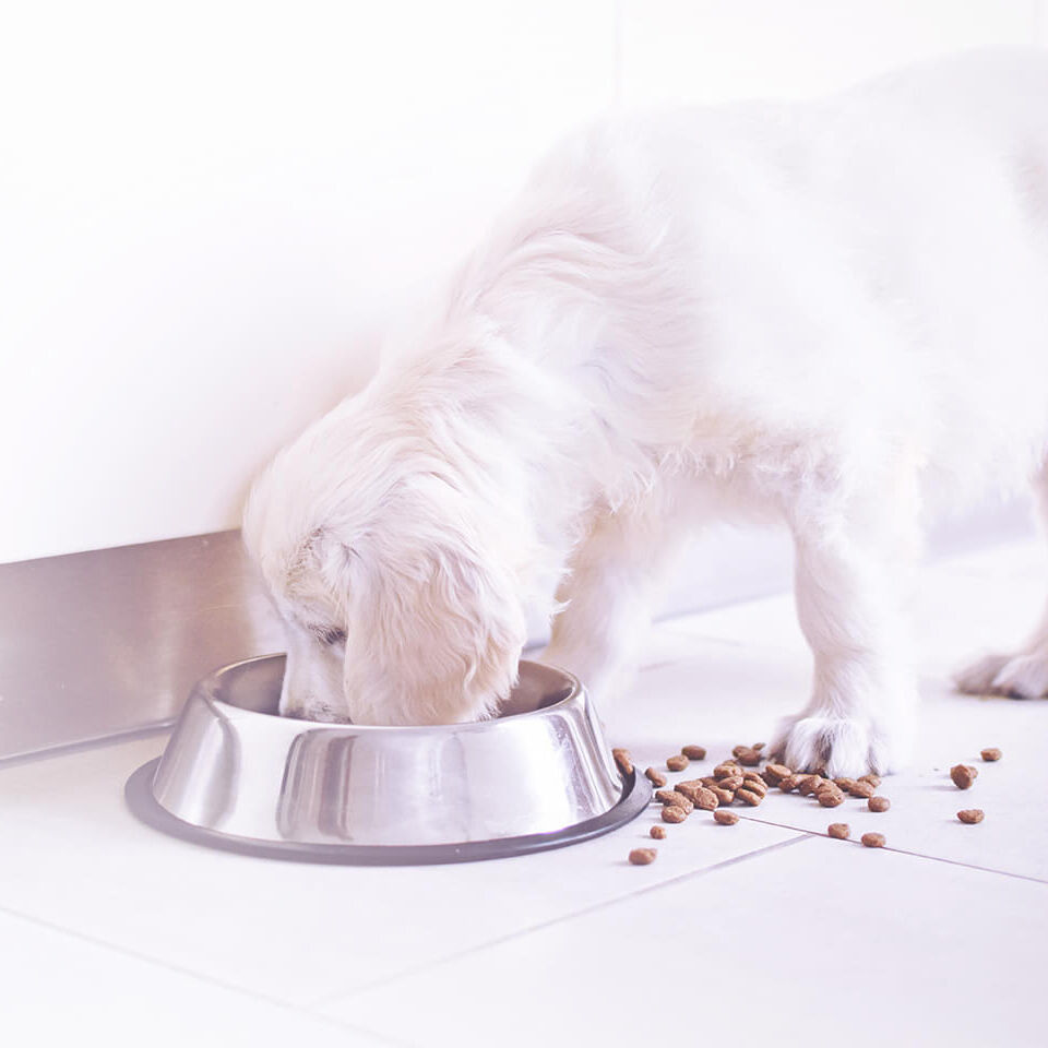 Ein weißer Hund frisst aus einem Napf, daneben liegt Futter verstreut.