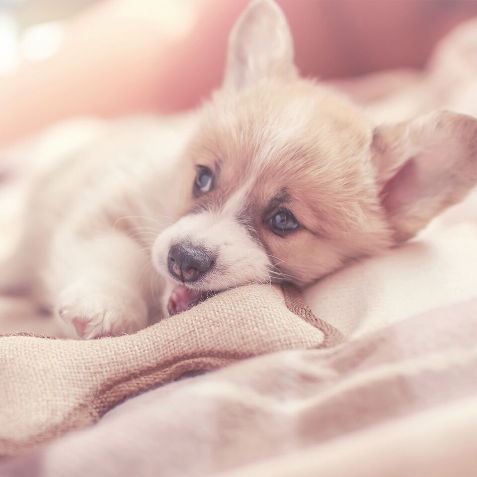 Ein kleiner Hund liegt im Bett und kaut an einem Hundespielzeug.