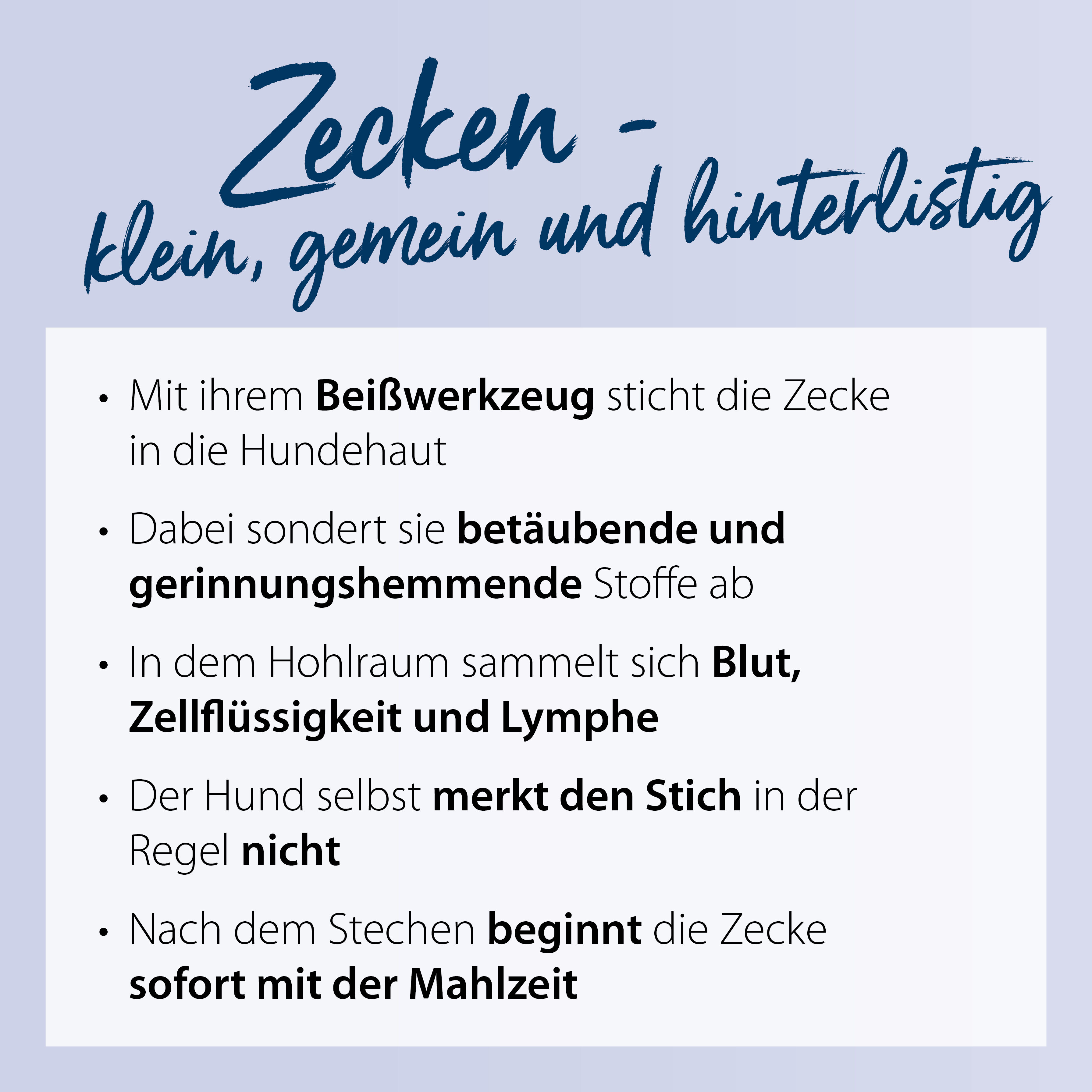 Beschreibung was bei einem Zeckenbiss beim Hund passiert.