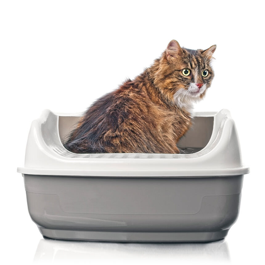 Katze sitzt mit großen Augen auf dem Katzenklo