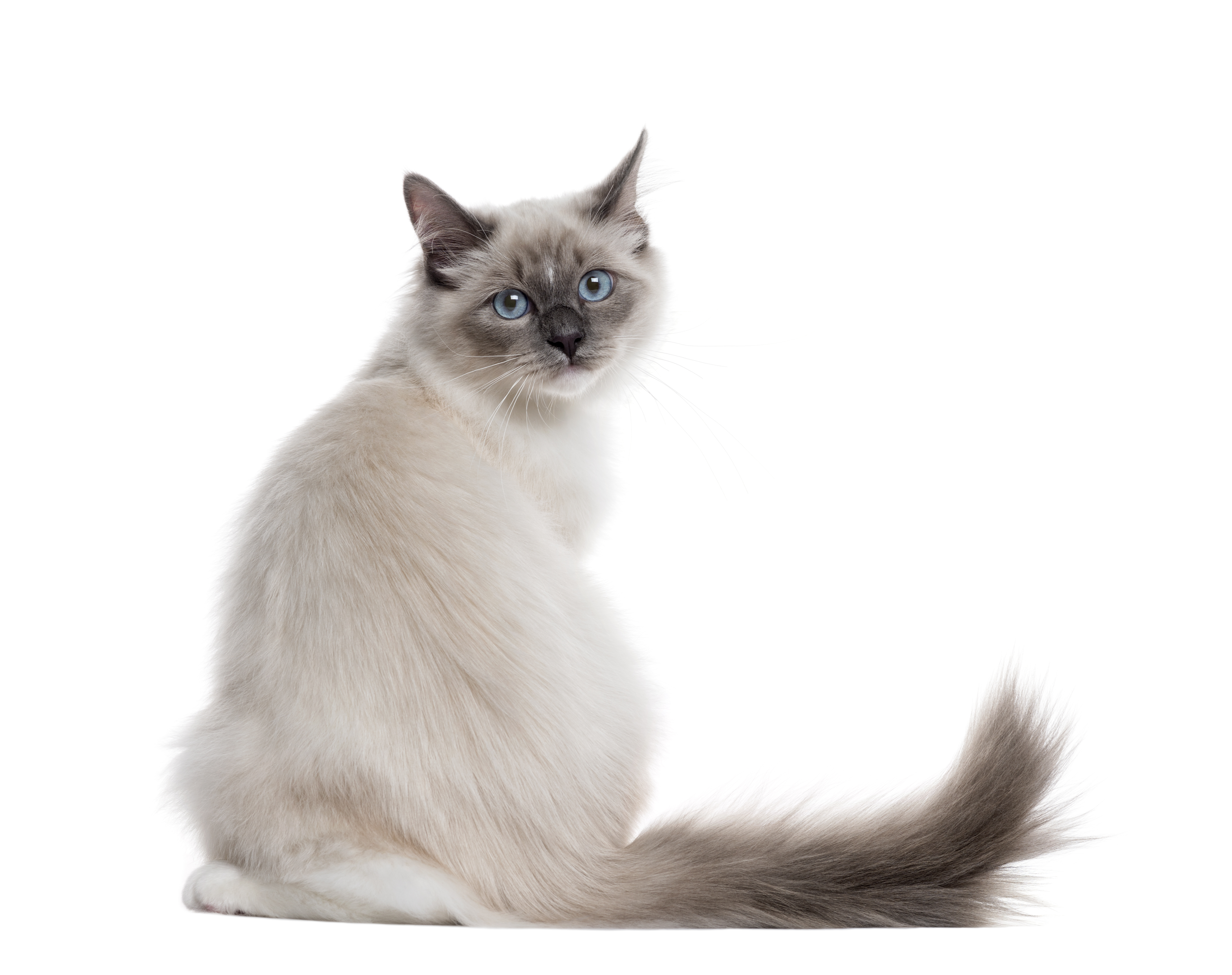 Ragdoll Fütterungsempfehlung
