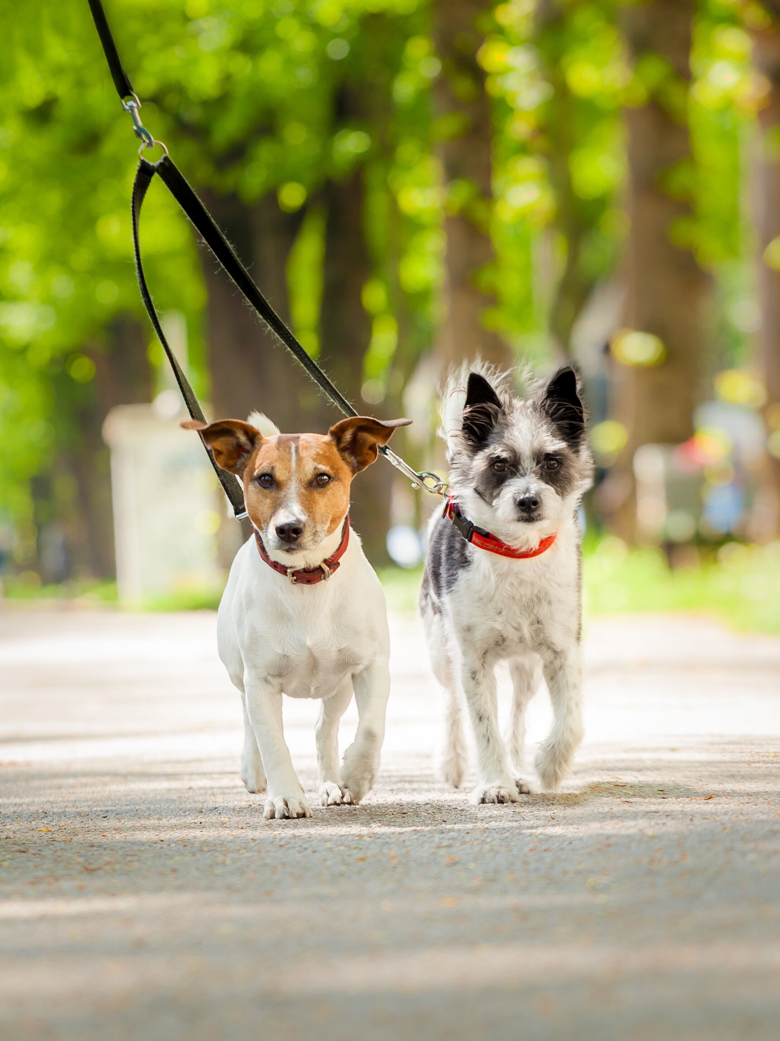 Zwei kleine Hunde werden an einer Doppelleine spazieren geführt.