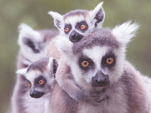 Eine Katta-Affen-Mutter mit zwei Babys auf dem Rücken