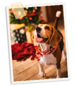 Ein Bild, auf welchem ein Hund vor einem Christbaum nach oben schaut.