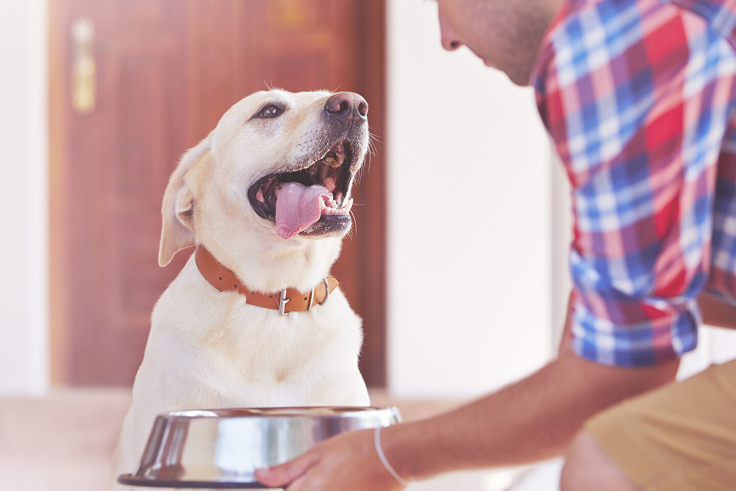 Übergewichtiger Labrador bekommt seinen Futternapf gereicht