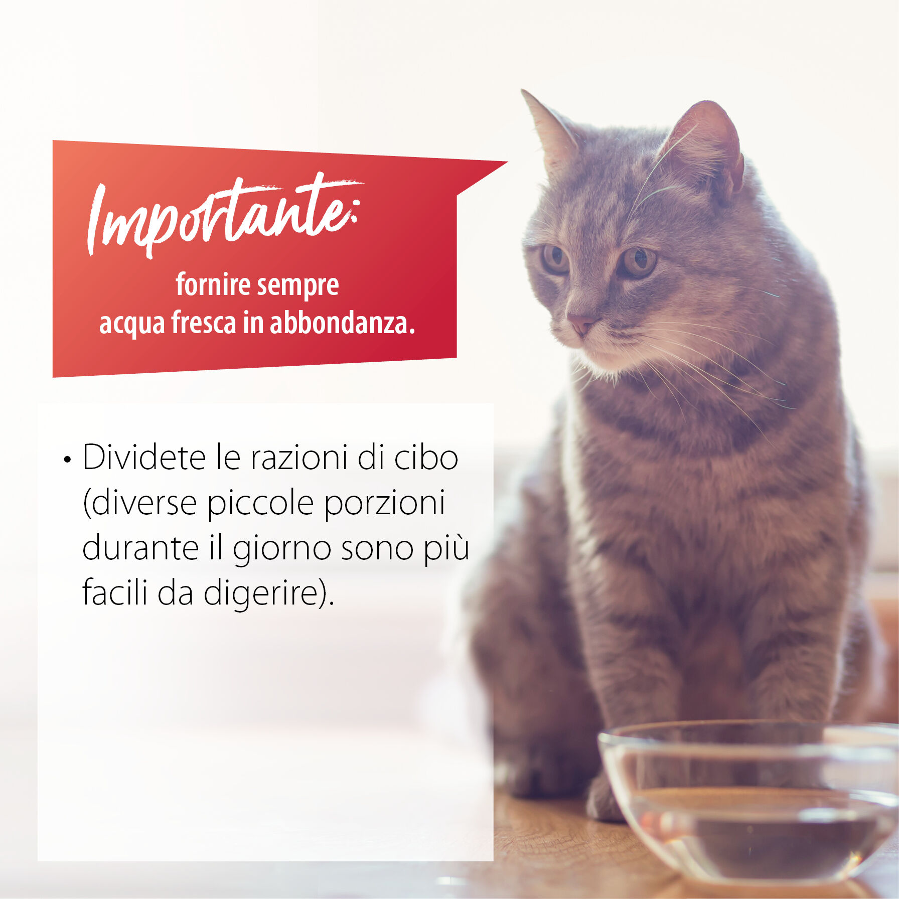 Eine Katze sitzt vor einer Schale mit Wasser. Daneben sind Tipps bei Hitze für Katzen aufgelistet.