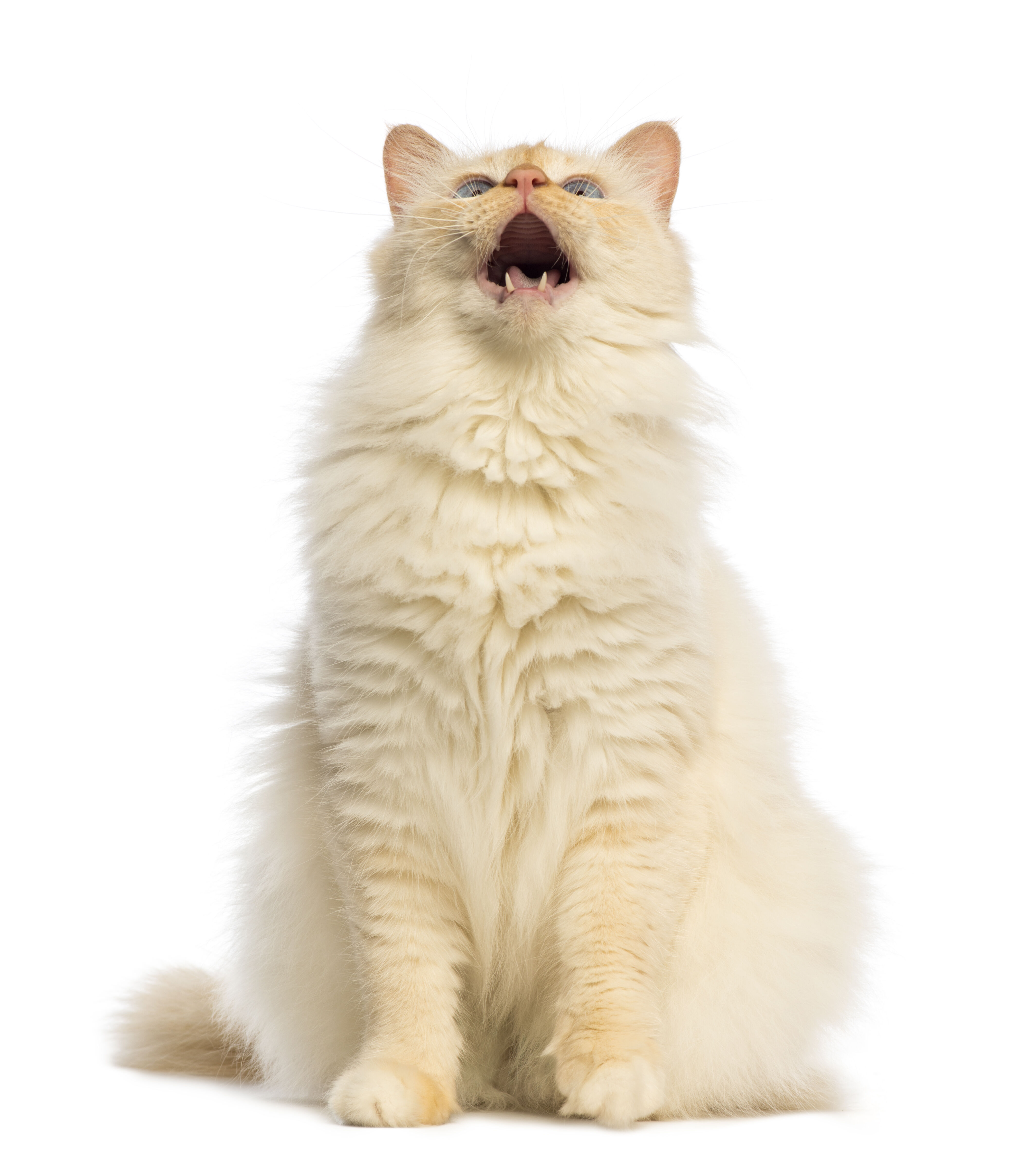 Katze mit hellem Fell hat den Kopf nach oben gerichtet und miaut laut