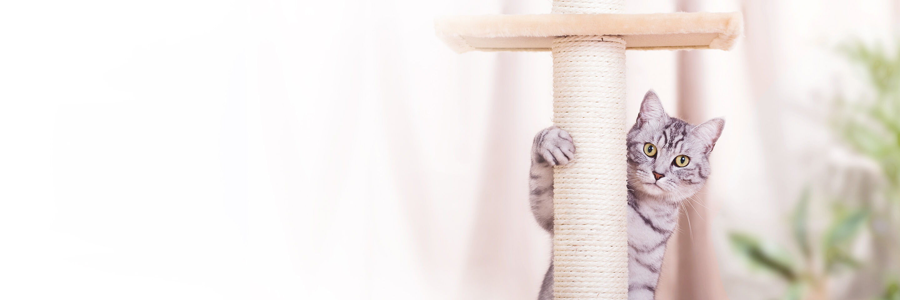 Eine grau getigerte Katze klettert auf einen Kratzbaum, dessen Stamm mit Sisal umwickelt ist.