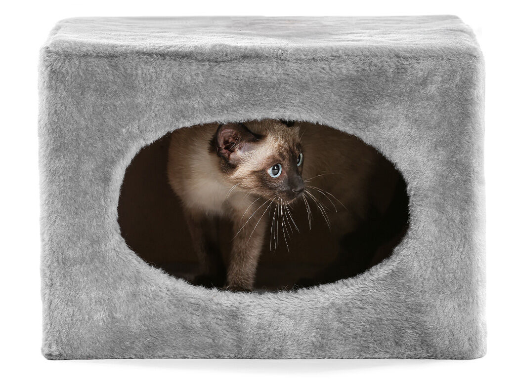 Siamkatze versteckt sich in Kratzbaumhöhle