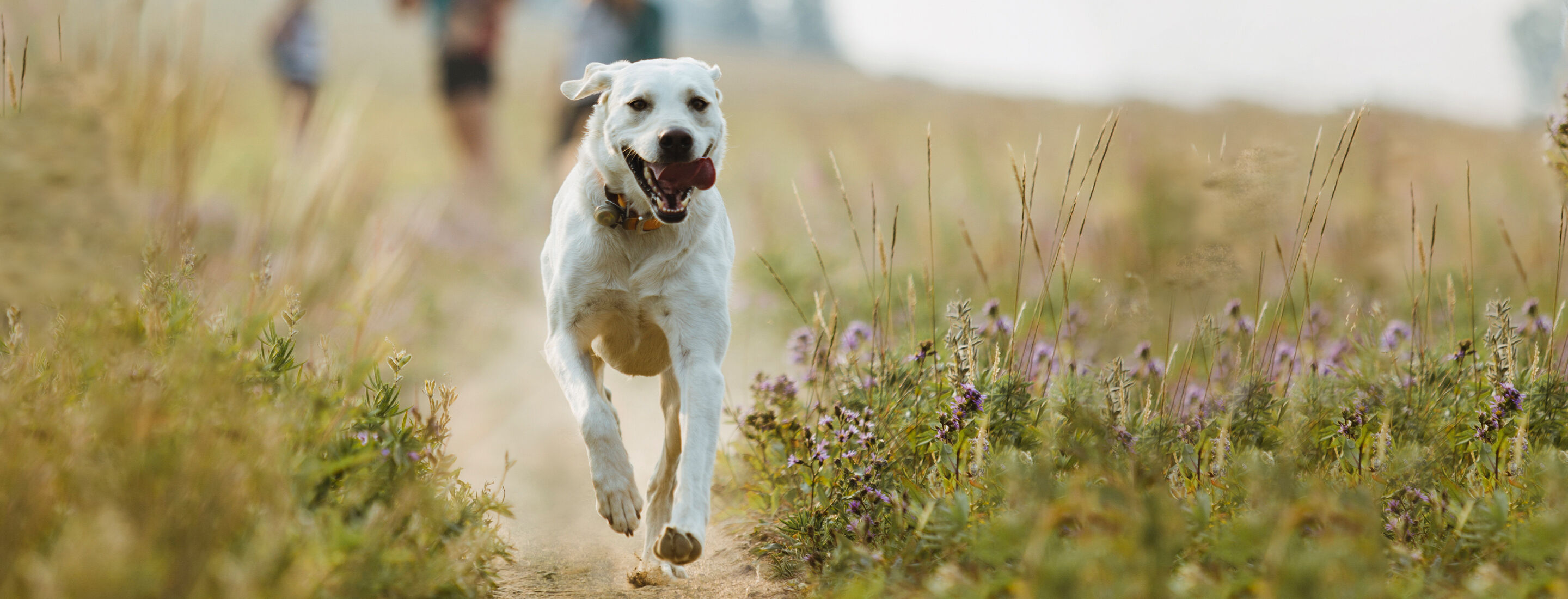 Ein weißer Hund rennt über eine Wiese.