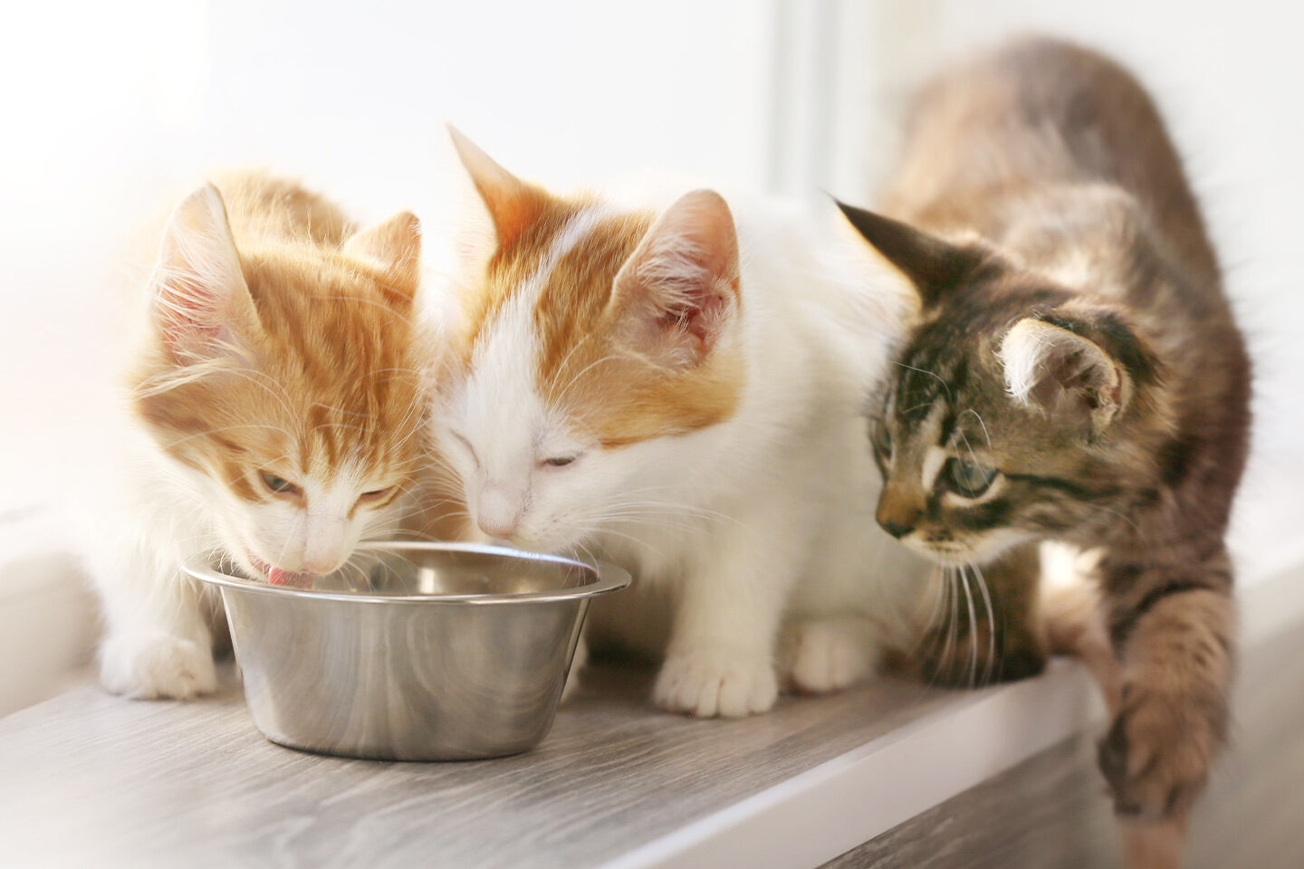 Zwei rot-weiße Katzen fressen aus einem Napf und eine graue Katze nähert sich vorsichtig von der Seite.