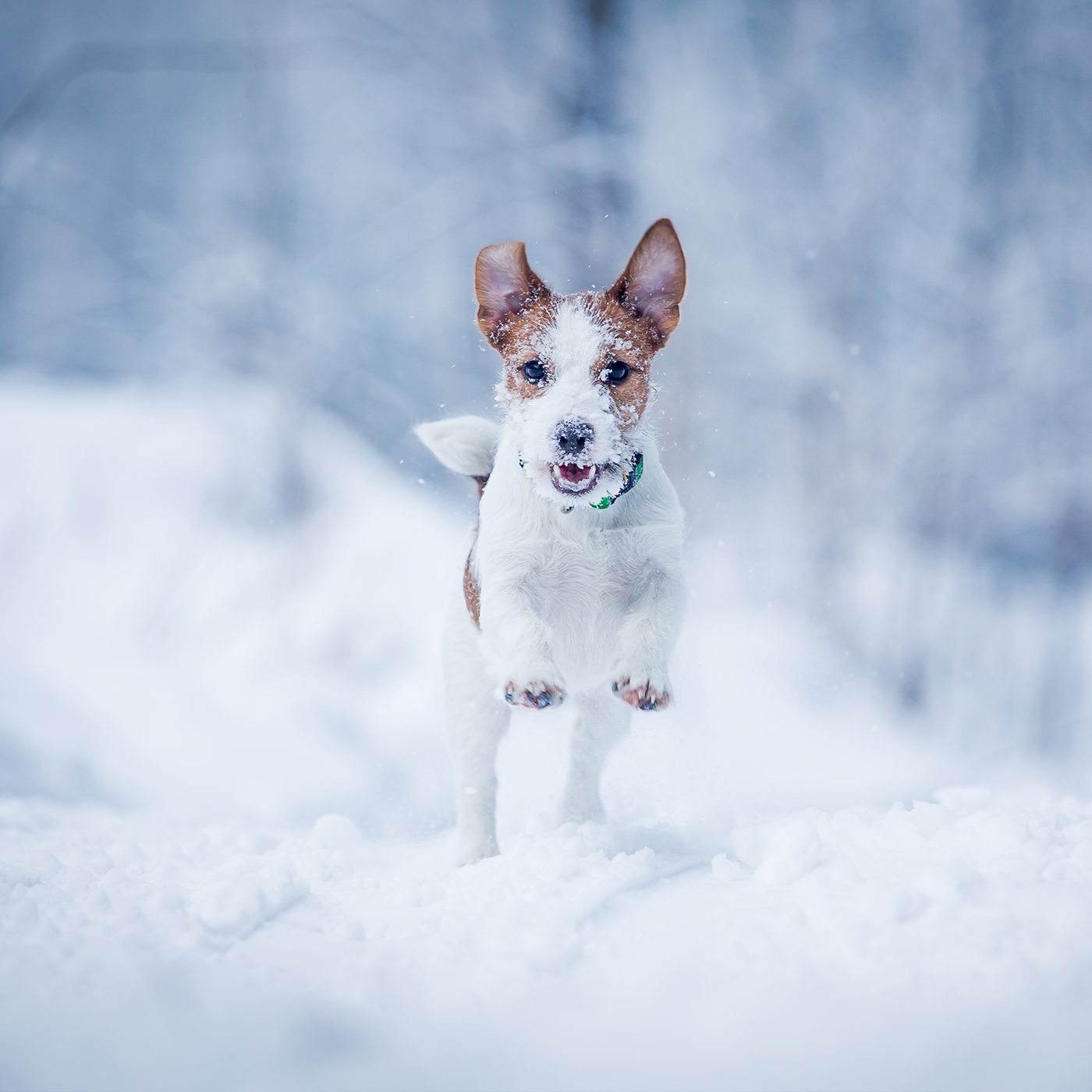 Ein kleiner Hund rennt durch den Schnee auf die Kamera zu.