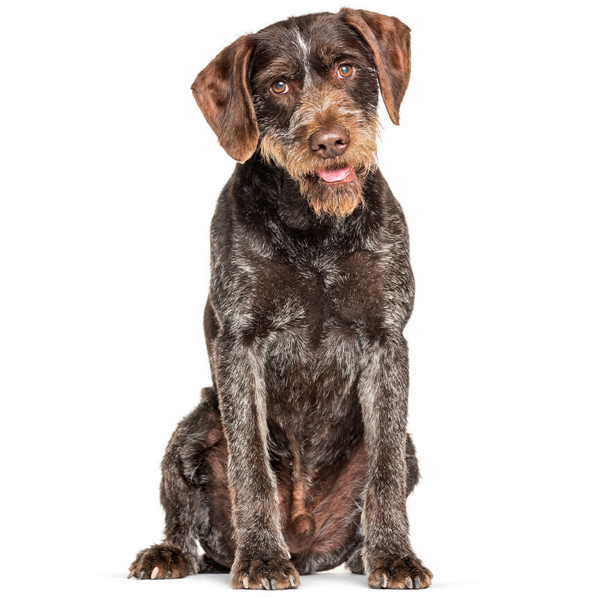 Hund sitzt aufmerksam auf weißem Hintergrund, zeigt Zuneigung und Neugier. Die Marke Happydog könnte für artgerechte Ernährung sorgen.