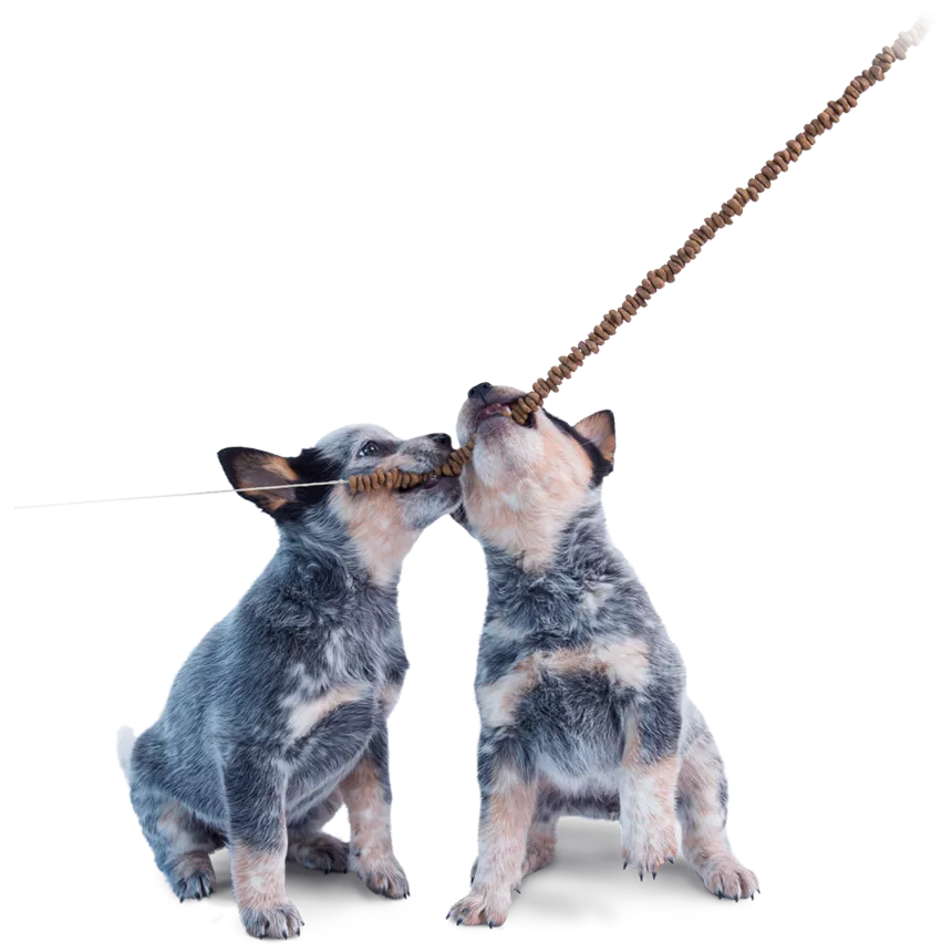 Zwei Australian Cattle Dog Welpen nagen an einer Kette aus Kroketten