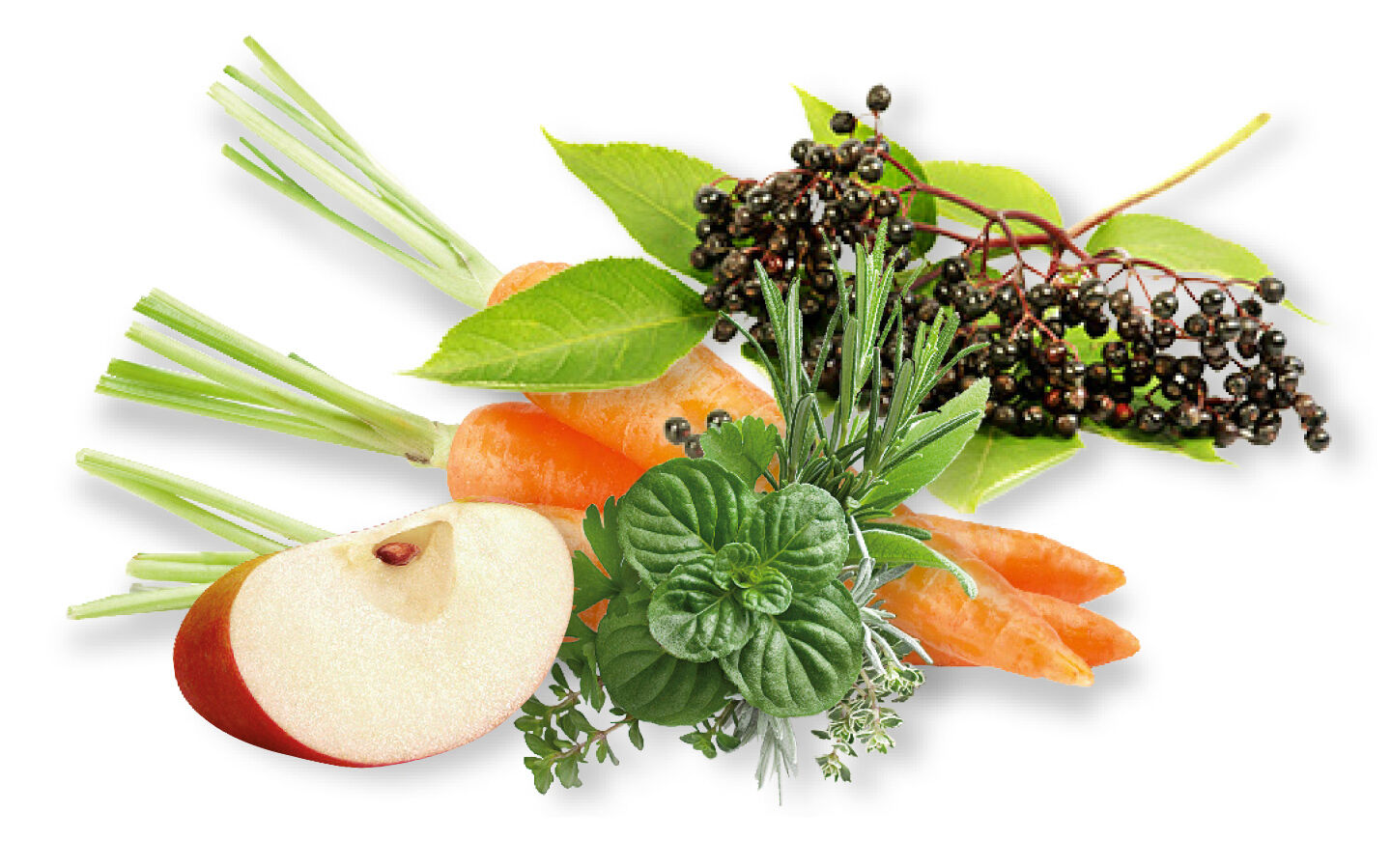 Ein Stück aufgeschnittener Apfel, Karotten, Holunderbeeren und Kräuter als frische Zutaten für Katzenfutter