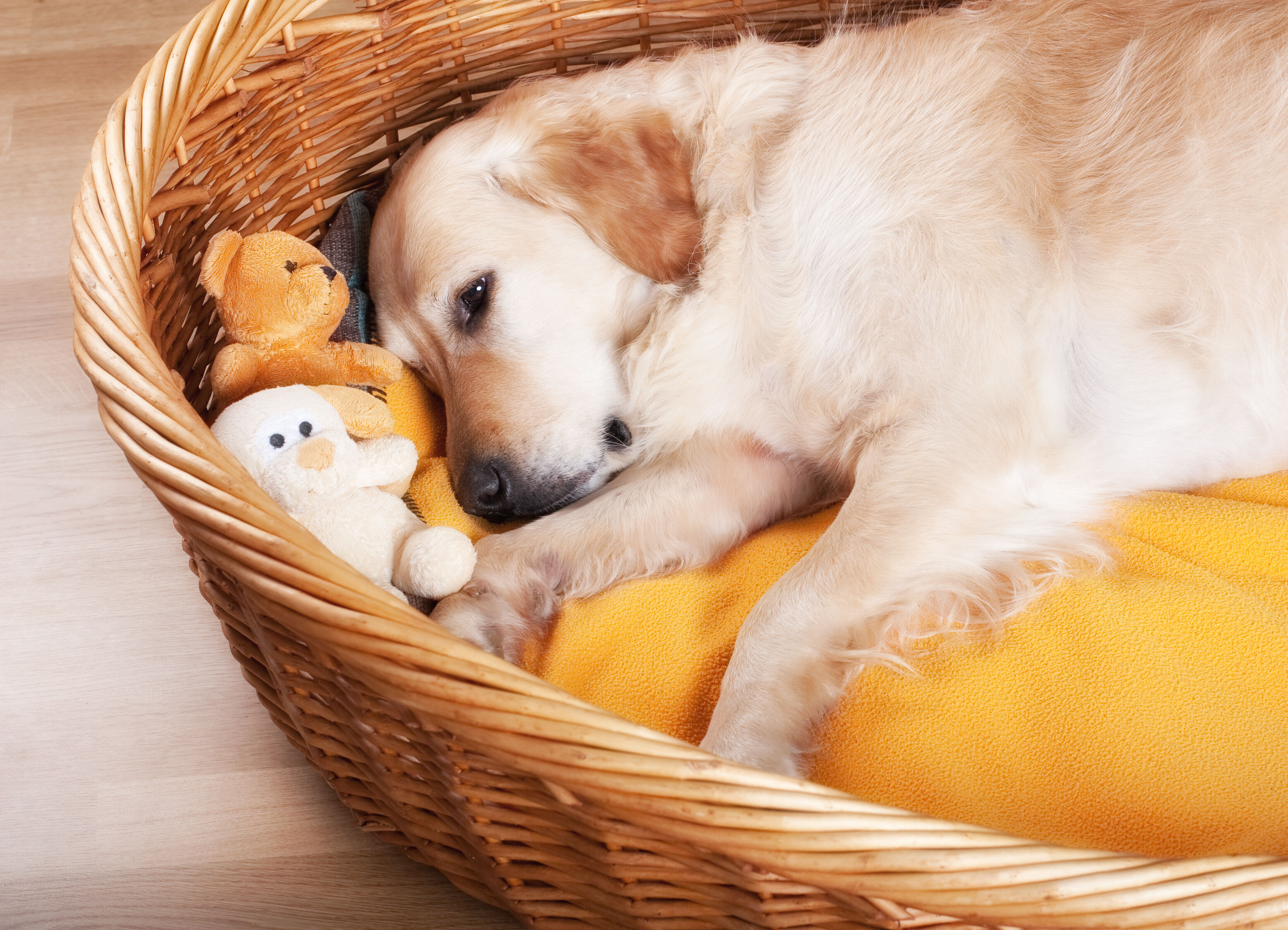 Liegender Golden Retriever in einem Hundekörbchen mit Spielzeug.
