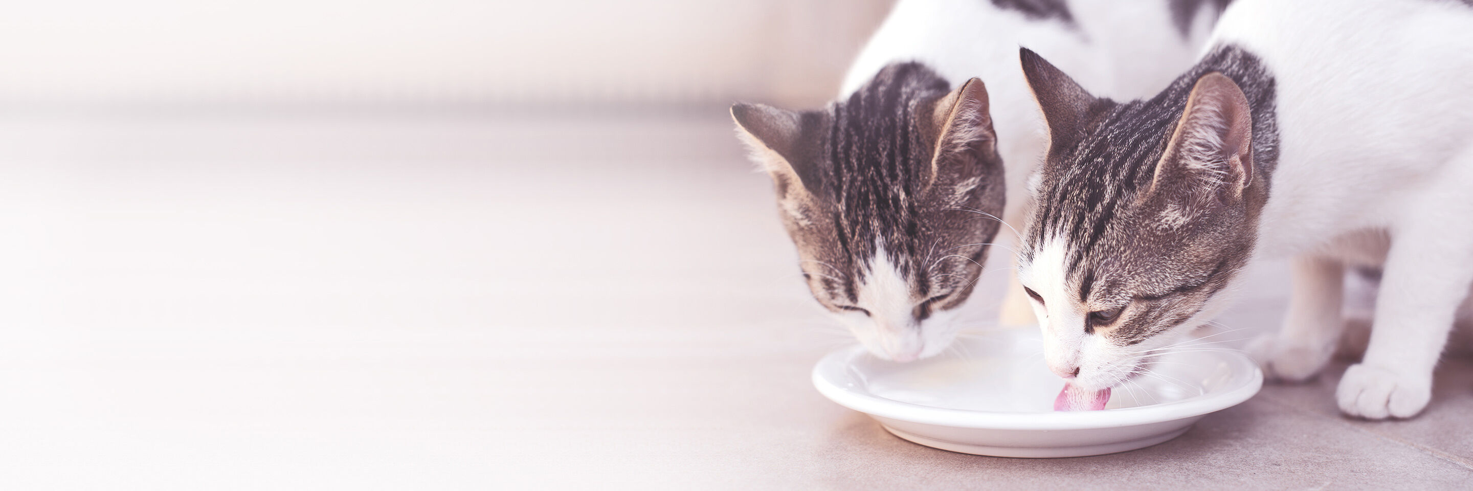 Zwei Katzen trinken Milch von einem flachen Teller