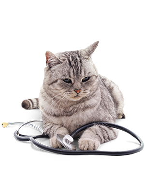 Katze liegt mit einem Stethoskop auf dem Boden