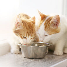 Zwei Katzen essen aus einer Schüssel Katzenfutter.