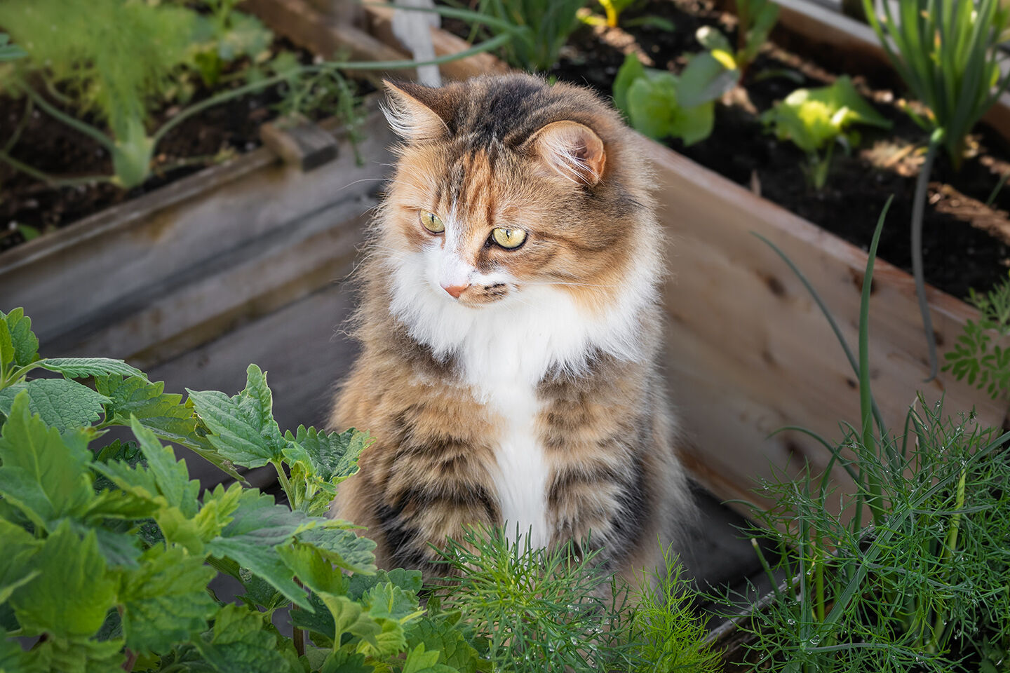 Eine Katze sitzt im Kräuterbeet