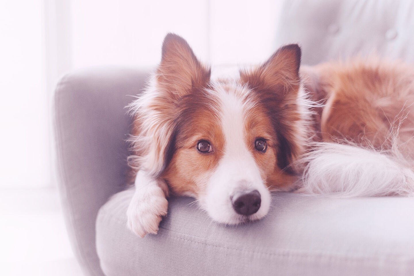 Braun-weißer Bordercollie liegt auf grauem Sofa
