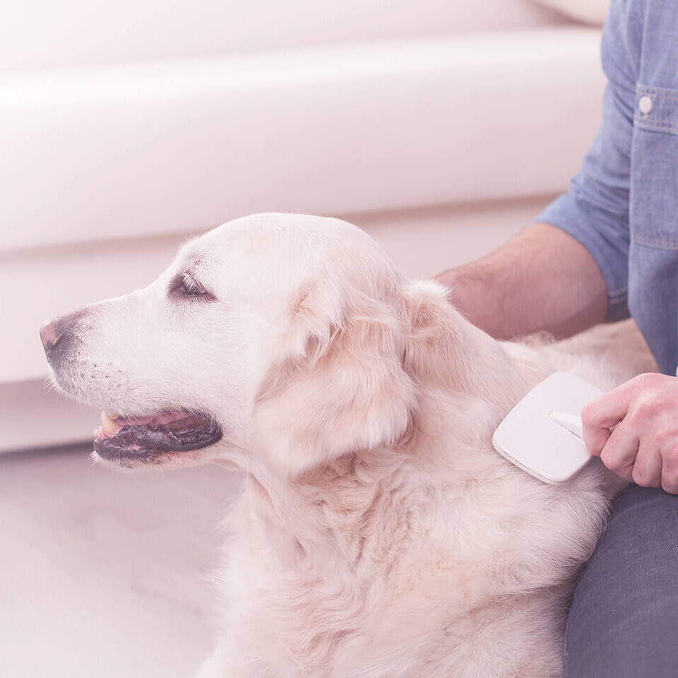 Ein Hund wird von seinem Besitzer gebürstet.