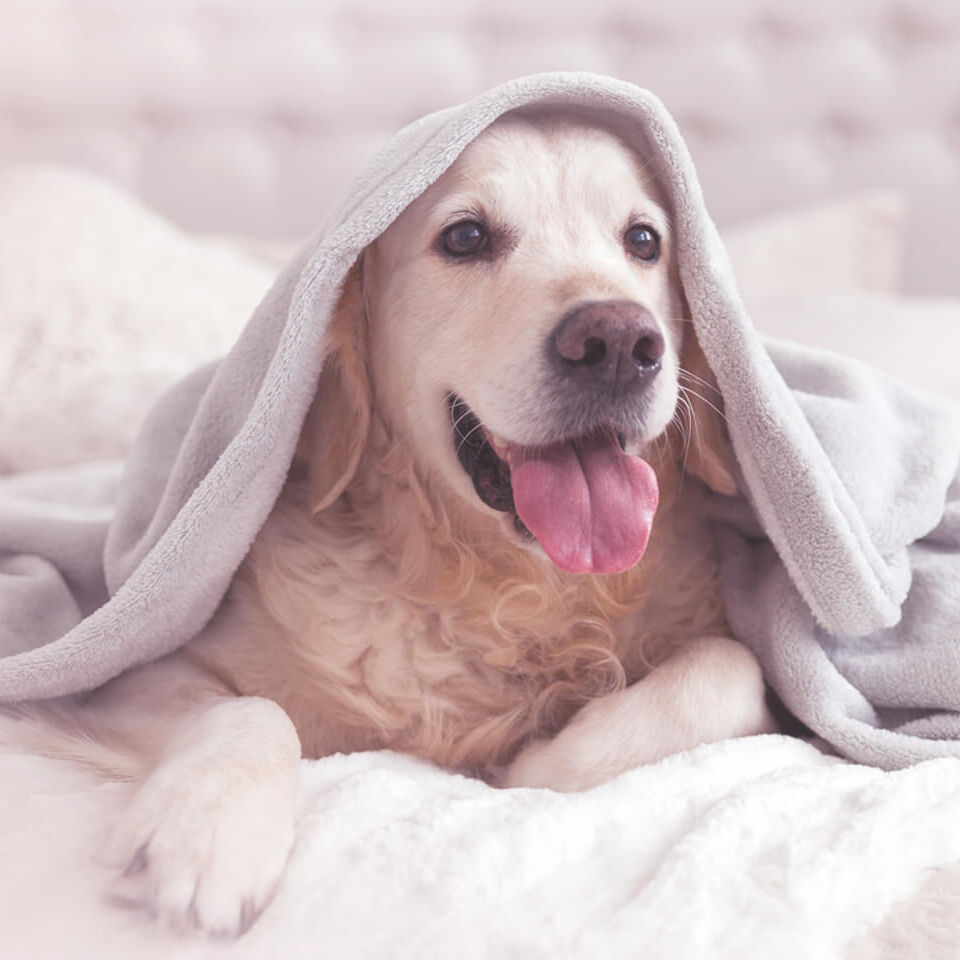 Ein Hund liegt auf dem Bett unter einer Decke.